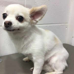 よろしくチワワ