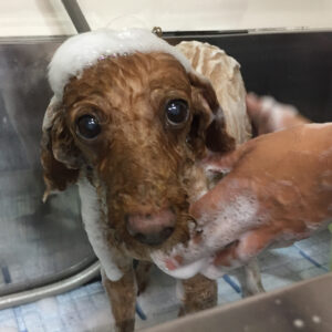 シャンプートイプー