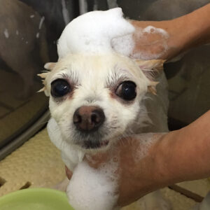 シャンプーチワワ