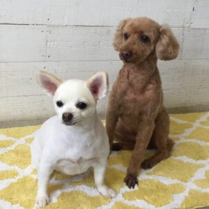 仕上がりトイプー&チワワ