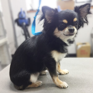 よろしくチワワ