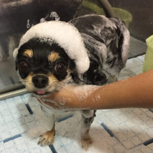 シャンプーチワワ