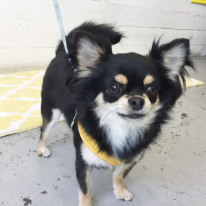 仕上がりチワワ