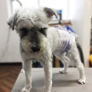 よろしくMシュナ