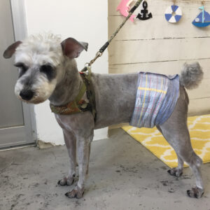 仕上がりMシュナ