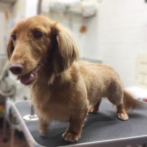 よろしくダックス