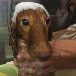 シャンプーダックス