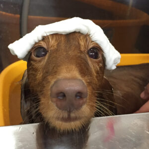 お風呂ダックス