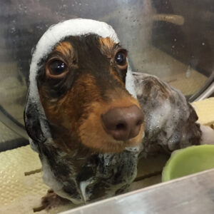 シャンプーダックス