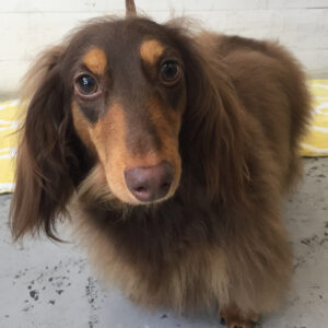 仕上がりダックス