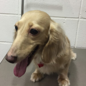 よろしくダックス