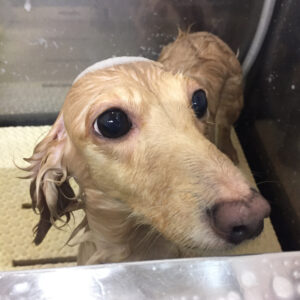 シャンプーダックス