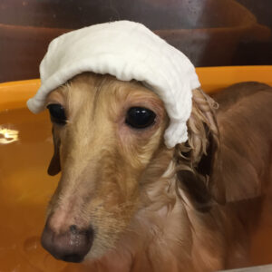 お風呂ダックス