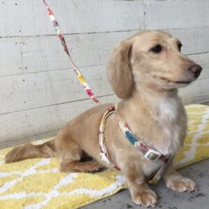 仕上がりダックス