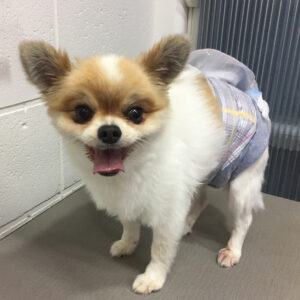 よろしくミックス