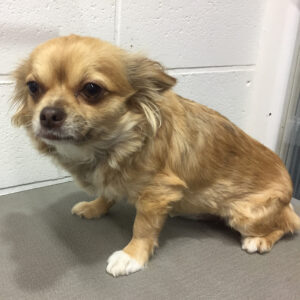 よろしくチワワ