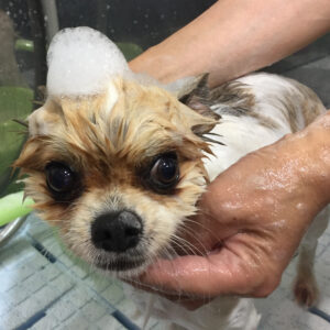 シャンプーミックス