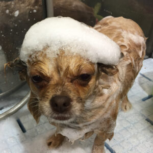 シャンプーチワワ