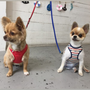 仕上がりミックス&チワワ