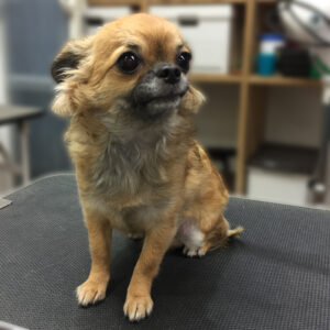 よろしくチワワ