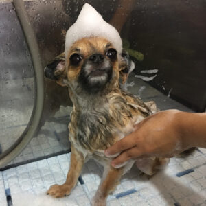 シャンプーチワワ