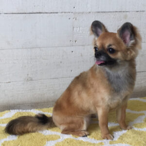 仕上がりチワワ