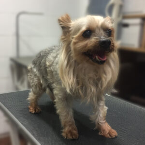 よろしくヨーキー