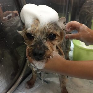 シャンプーヨーキー