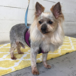 仕上がりヨーキー