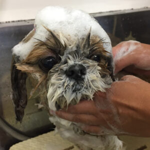 シャンプーシーズー