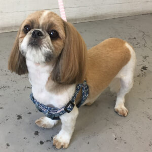 仕上がりシーズー