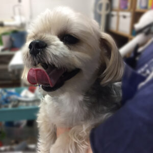 よろしくミックス