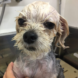 シャンプーミックス