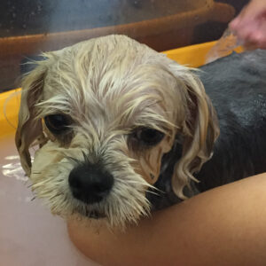 お風呂ミックス