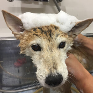 シャンプーミックス