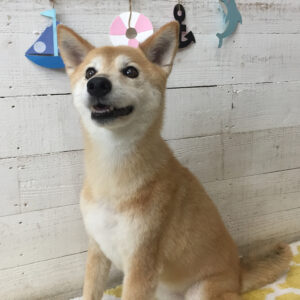 仕上がりミックス