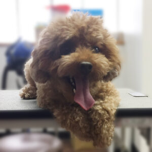 よろしくトイプー