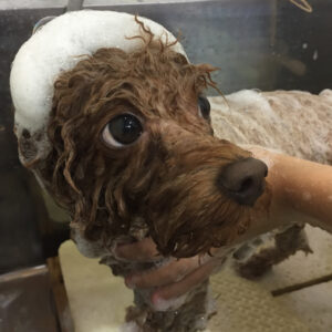 シャンプートイプー