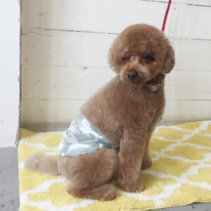 仕上がりトイプー