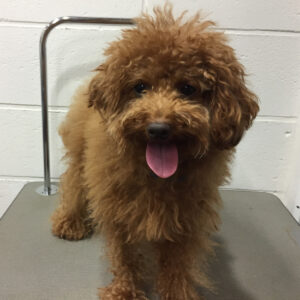 よろしくトイプー