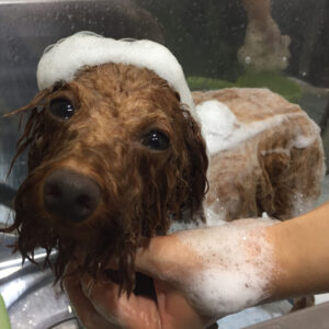 シャンプートイプー