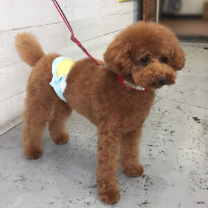 仕上がりトイプー