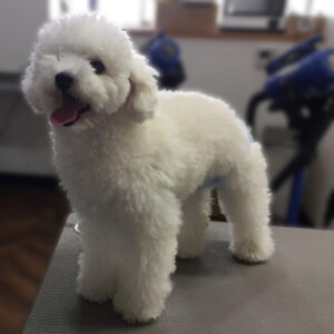 よろしくトイプー