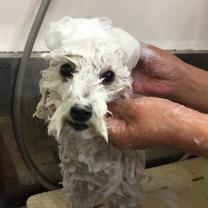 シャンプートイプー