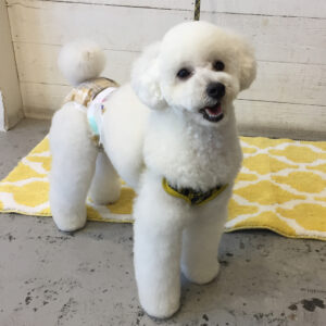 仕上がりトイプー