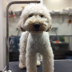 よろしくトイプー