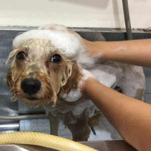 シャンプートイプー