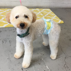 仕上がりトイプー