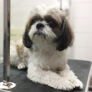 よろしくシーズー