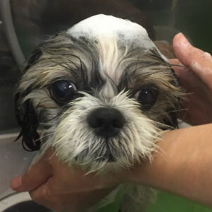 シャンプーシーズー